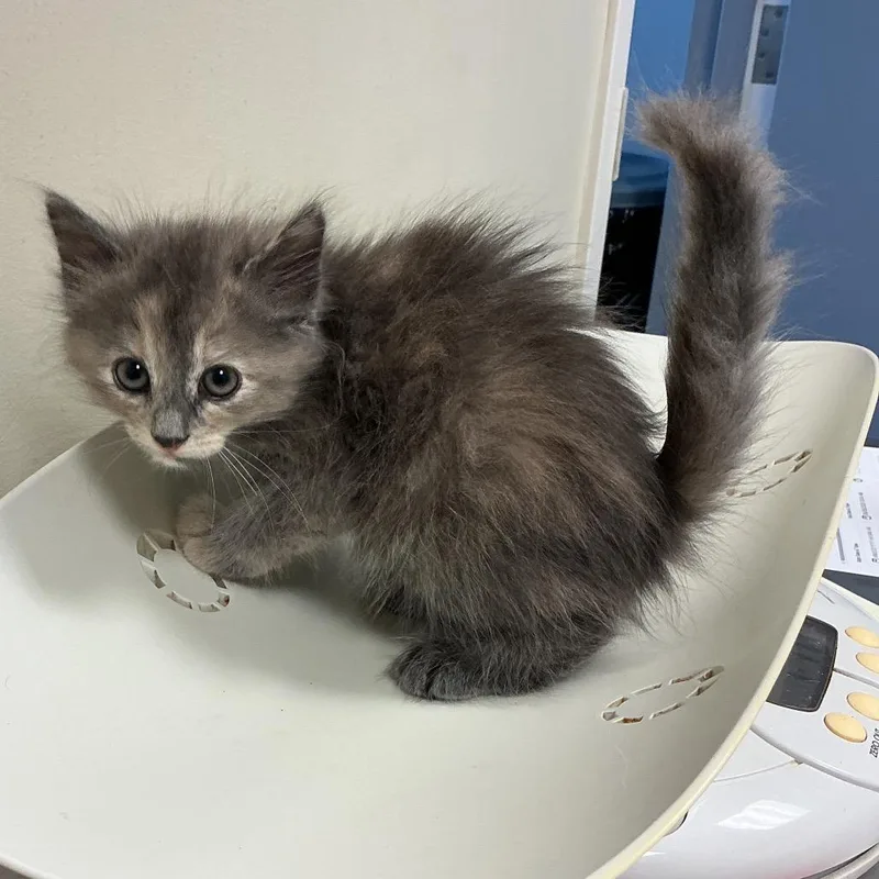 A baby small-sized female Calico Domestic Short Hair cat named Posie for adoption in Elizabeth City, NC