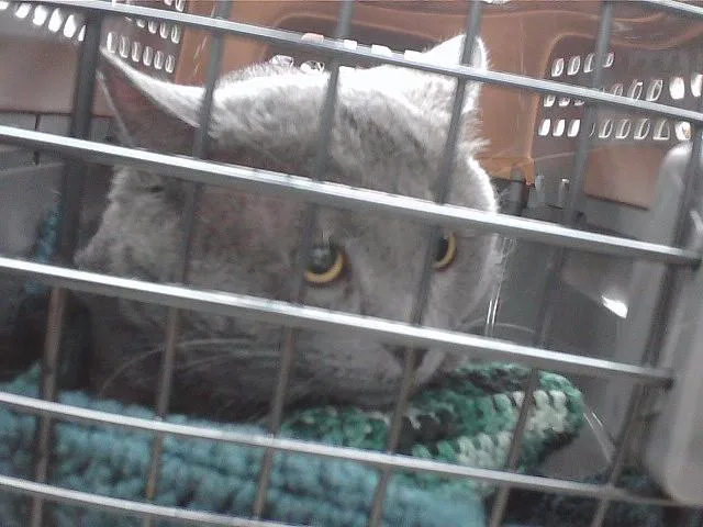 A young medium-sized male Domestic Short Hair cat named Marlin for adoption in Omaha, NE