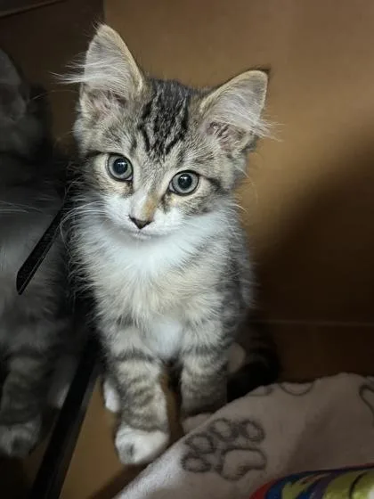 A baby small-sized male Domestic Medium Hair cat named Tiger $ At Petsmart for adoption in Seneca, SC