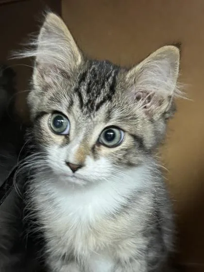 Tiger $ At Petsmart thumbnail 2