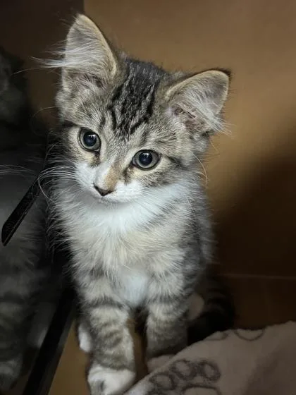 Tiger $ At Petsmart thumbnail 3