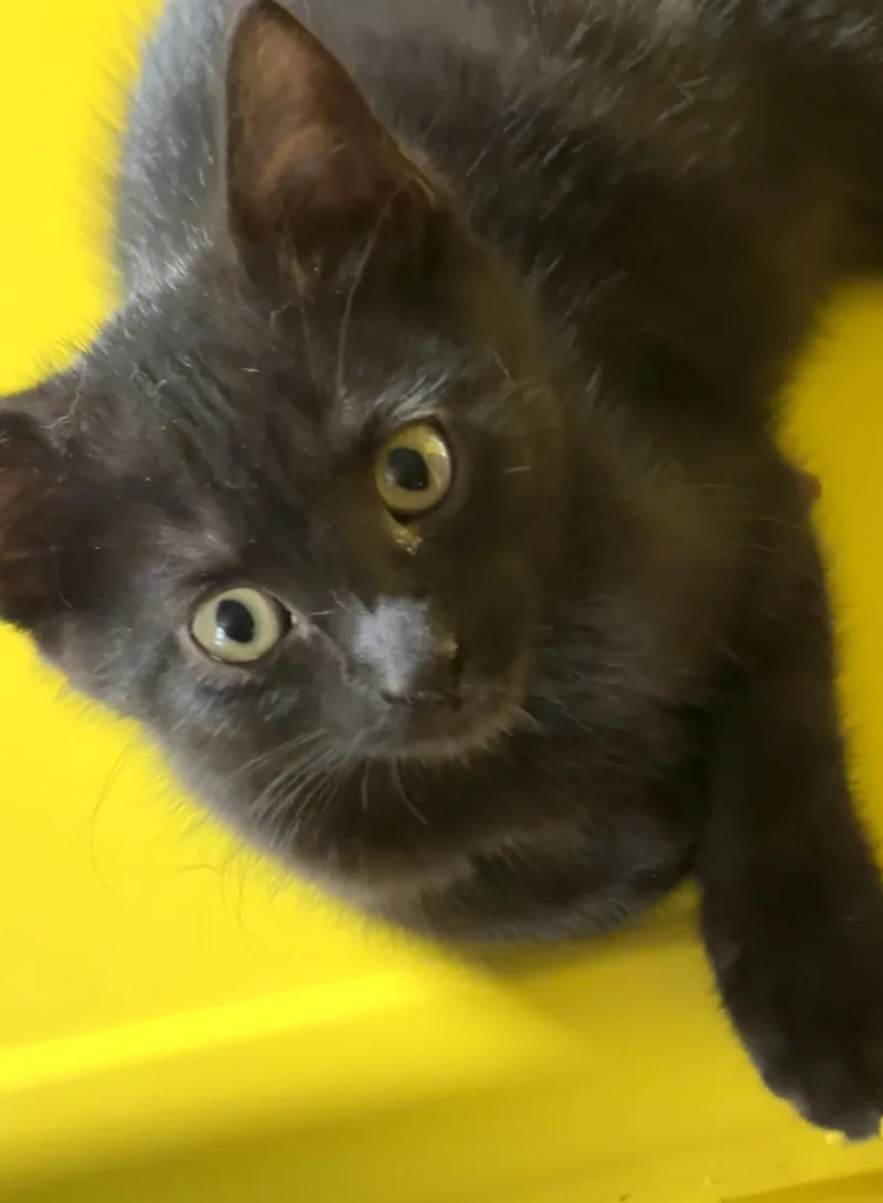 A baby small-sized male Black Domestic Short Hair cat named Paul for adoption in Belvidere, IL