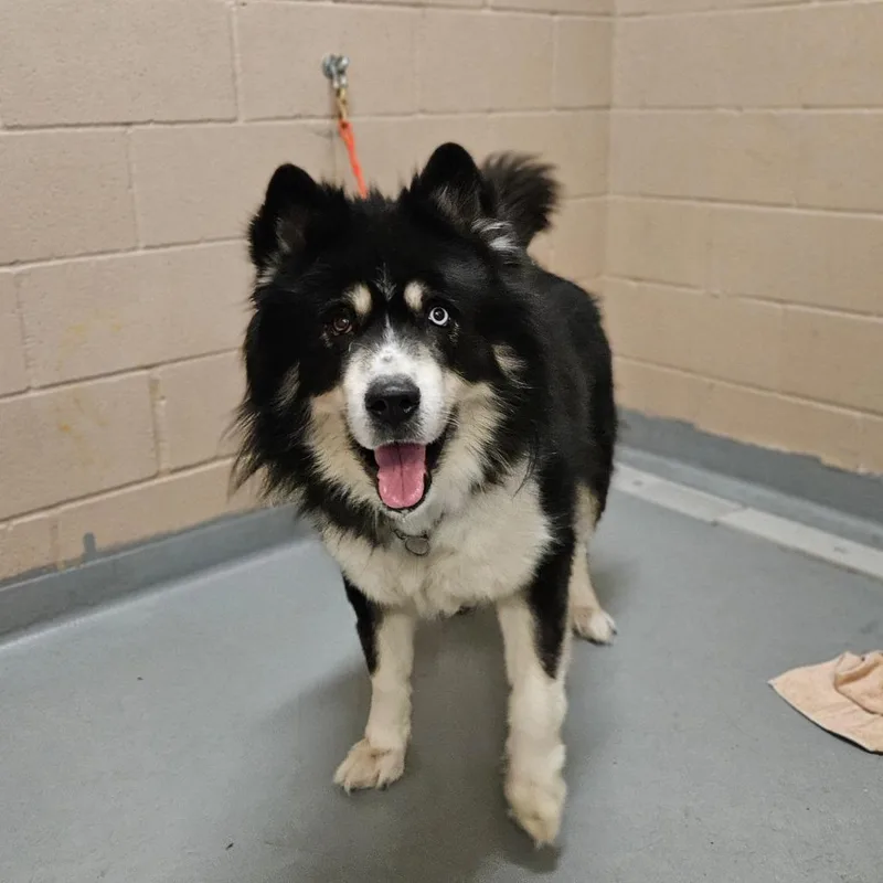 An adult large-sized male Black Mixed Breed dog named Gromit for adoption in Tacoma, WA