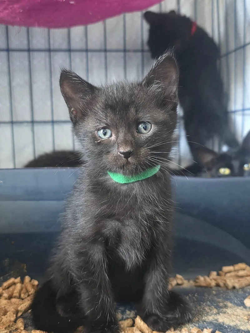 A baby small-sized male Domestic Short Hair cat named Roosevelt for adoption in Spring Hill, FL