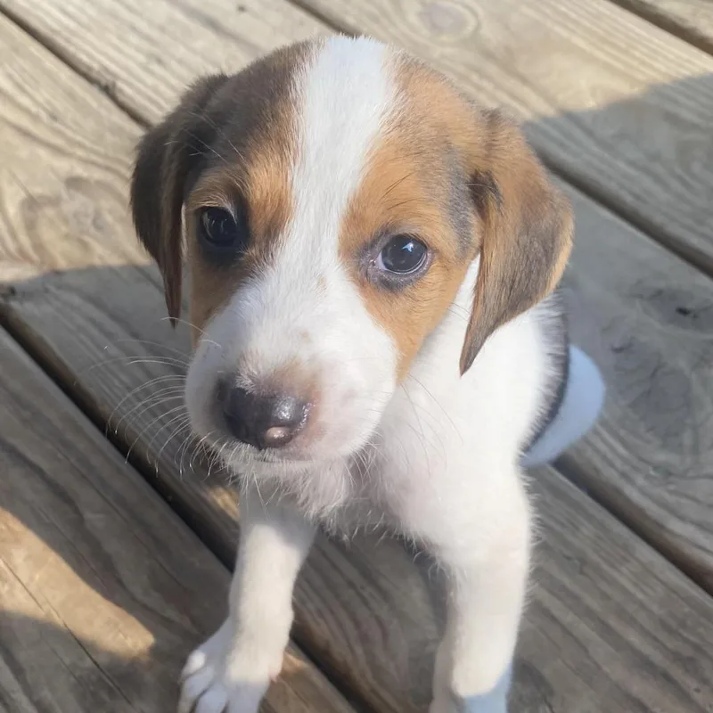 A baby medium-sized female White / Cream Hound dog named Dixie for adoption in Fairfax Station, VA