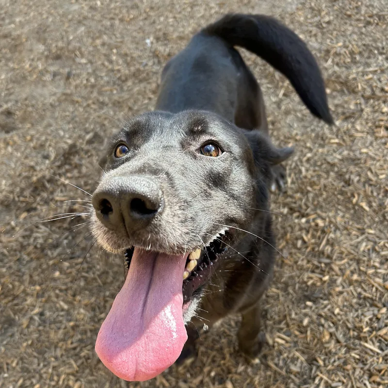An adult medium-sized male Black Labrador Retriever dog named Colin for adoption in Pearland, TX