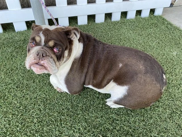 An adult large-sized female English Bulldog dog named A for adoption in Modesto, CA