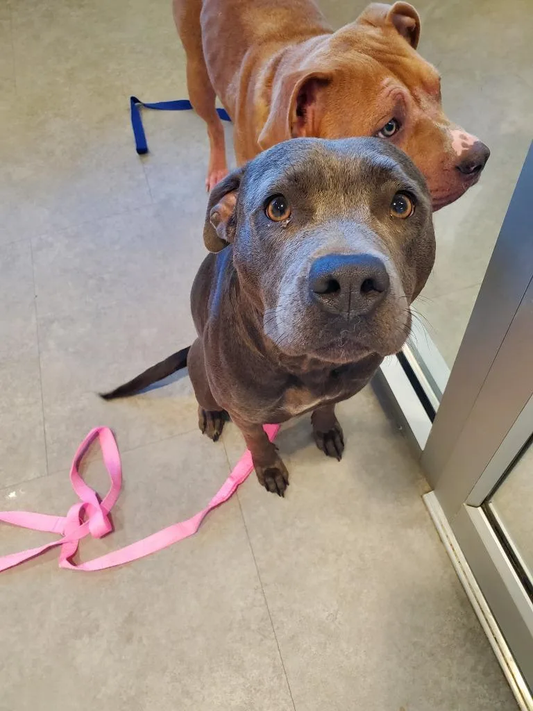 A young large-sized female Terrier dog named Dixie for adoption in Bossier City, LA