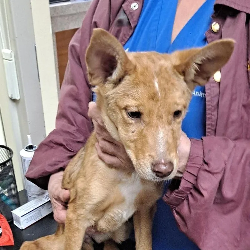 A baby small-sized female Brown / Chocolate Mixed Breed dog named Hope for adoption in Milton, FL