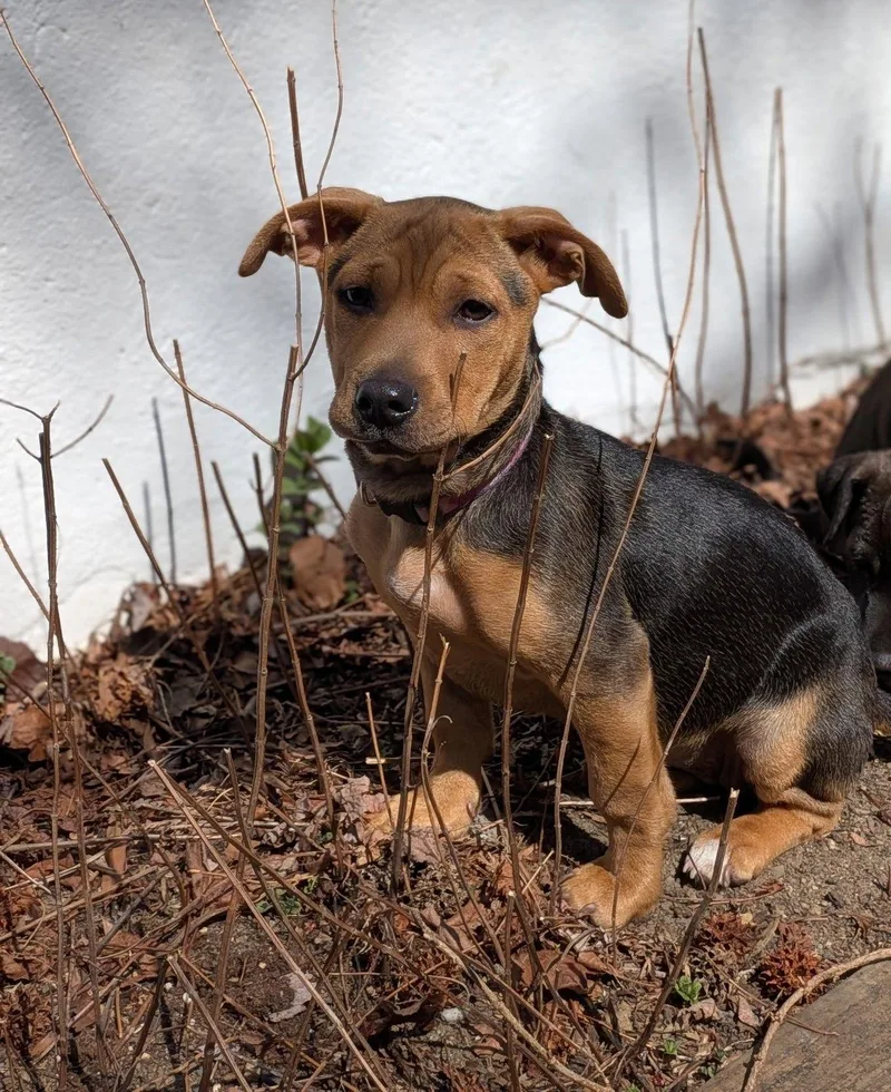 A baby medium-sized female Mixed Breed dog named Hedwig for adoption in Cliffwood, NJ