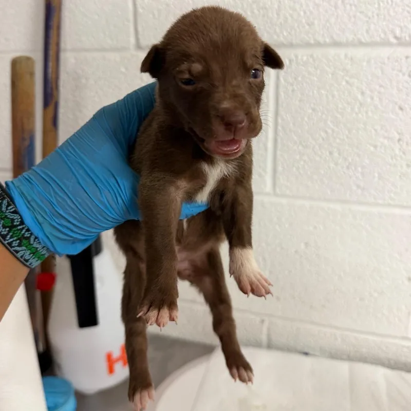 A baby medium-sized female Brown / Chocolate Shepherd dog named Fennel for adoption in Edinburg, TX