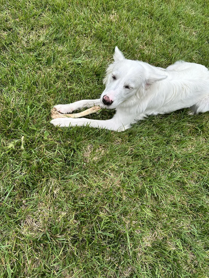 Rosie