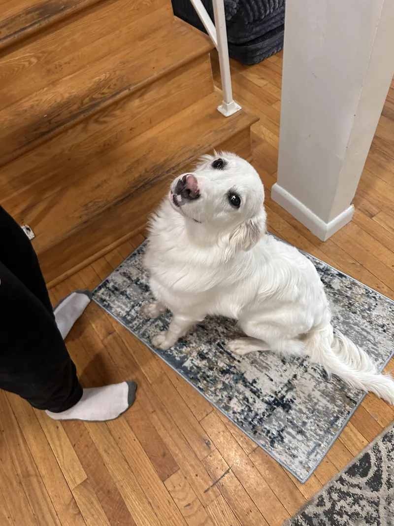 Rosie thumbnail 2