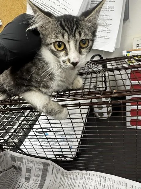 A baby medium-sized female Domestic Short Hair cat named Guest for adoption in Van Nuys, CA