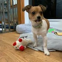 A young small-sized male Chihuahua dog named Henry for adoption in Monticello, NY