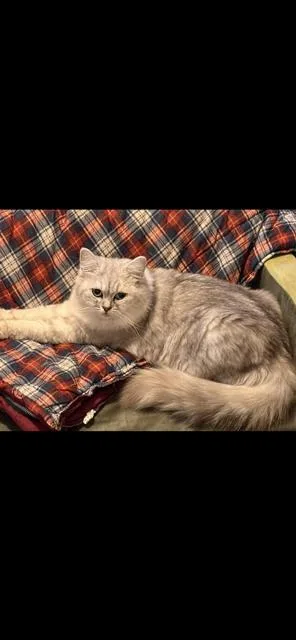 A young medium-sized female Gray & White Ragamuffin cat named Asia for adoption in Lehigh Acres, FL