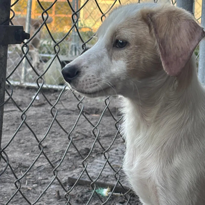 A baby medium-sized male White / Cream Jack Russell Terrier dog named Ro Ro for adoption in Hortense, GA