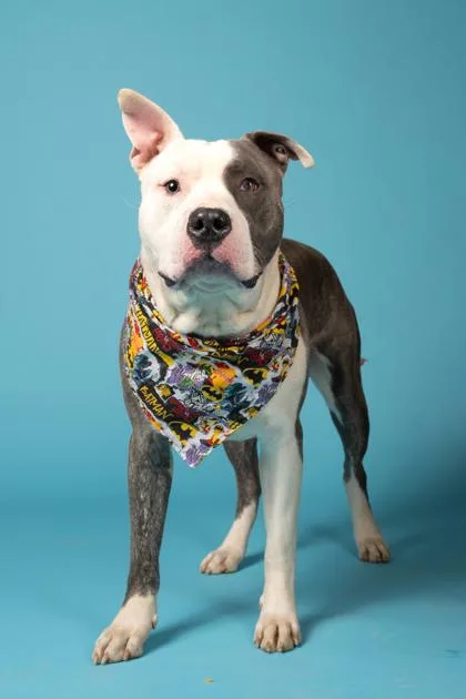 An adult large-sized male Pit Bull Terrier dog named Sesame Bagel for adoption in Atlanta, GA