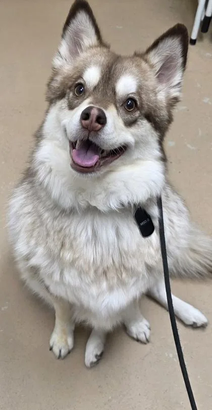 An adult medium-sized male Pomeranian dog named Miso for adoption in Phoenix, AZ