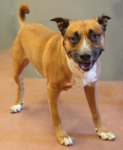 An adult large-sized male Yellow / Tan / Blond / Fawn Terrier dog named Zeus for adoption in Rapid City, SD