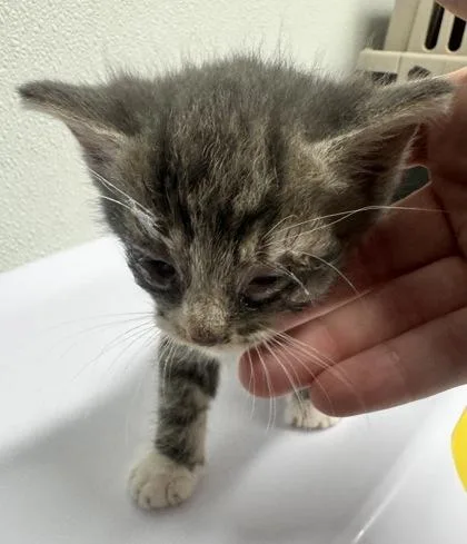 A baby small-sized male Domestic Short Hair cat named Turquoise for adoption in West Chester, PA