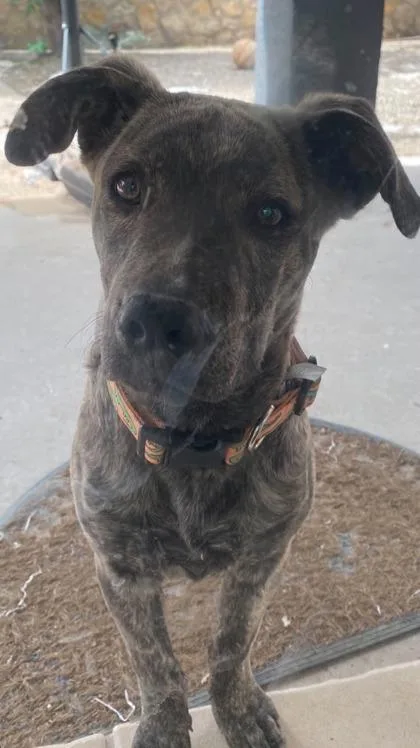 A young medium-sized male Brindle Mixed Breed dog named Corti for adoption in El Paso, TX
