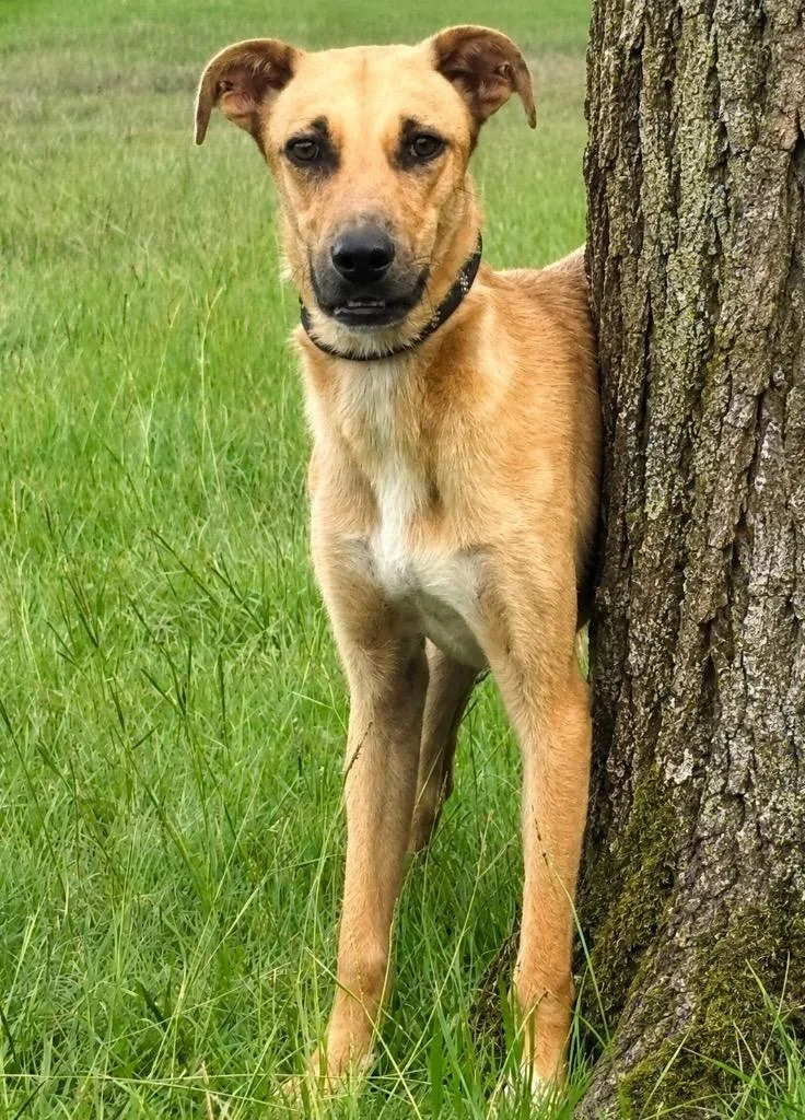A baby medium-sized male Labrador Retriever dog named Toshi for adoption in North Syracuse, NY