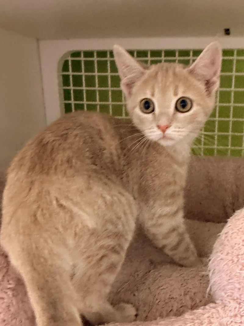 A young medium-sized female Orange / Red Domestic Short Hair cat named Haaland for adoption in Alpharetta, GA