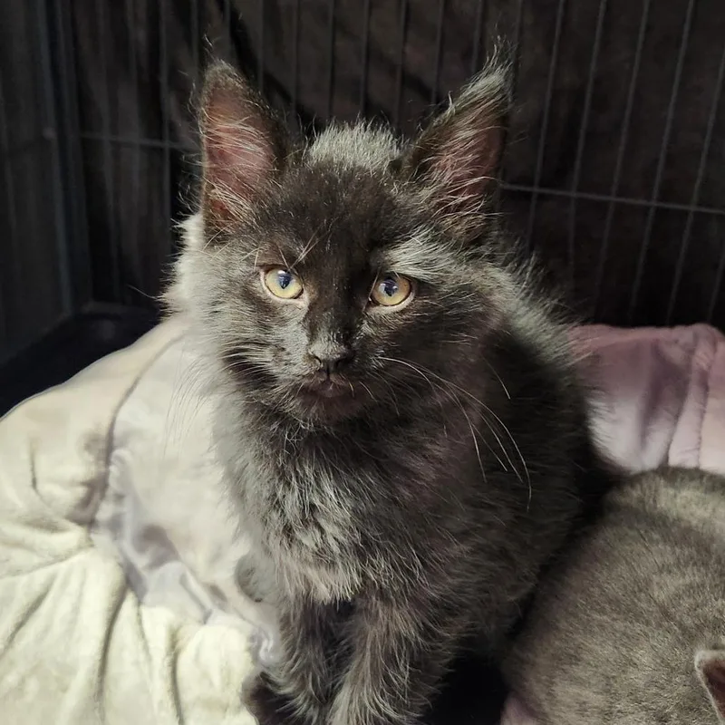 A baby small-sized male Black Domestic Short Hair cat named Aiden for adoption in Mooresville, NC