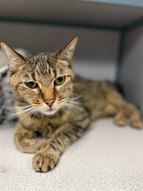 A senior medium-sized male Domestic Short Hair cat named Quintas for adoption in Agoura, CA