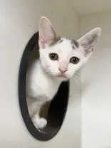 A baby small-sized female Domestic Short Hair cat named Ocean for adoption in West Chester, PA