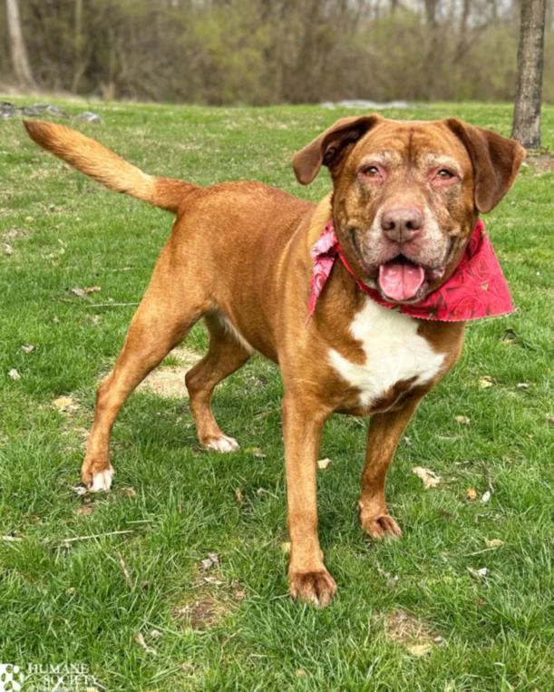 An adult large-sized female Labrador Retriever dog named Hershey for adoption in Hagerstown, MD