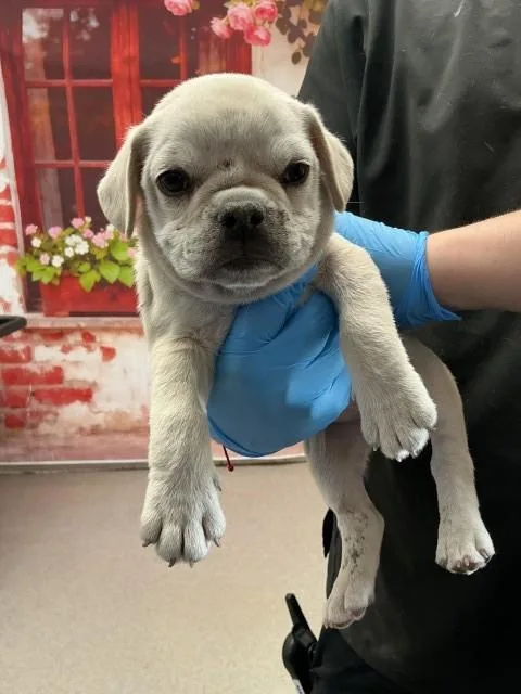 A baby small-sized male Pit Bull Terrier dog named Harold for adoption in San Bernardino, CA