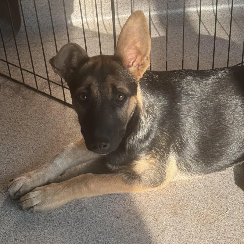 A baby medium-sized female Black German Shepherd Dog dog named Edith for adoption in Bend, OR