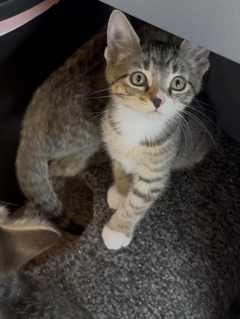 A baby medium-sized male Tabby (Buff / Tan / Fawn) Domestic Short Hair cat named Spark for adoption in Portland, OR