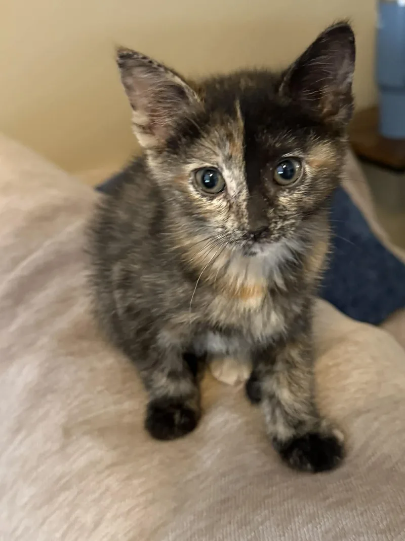 A baby medium-sized female Tortoiseshell Domestic Short Hair cat named Eloise for adoption in Lewis Center, OH