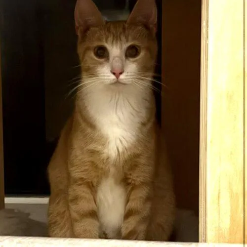 A young small-sized female Domestic Short Hair cat named Marigold for adoption in Canal Winchester, OH