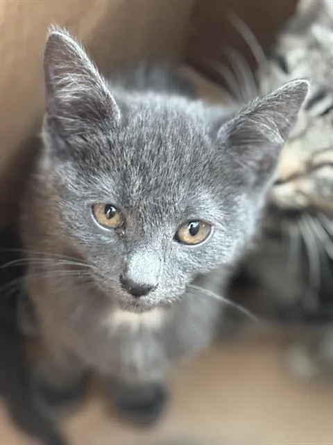 A baby medium-sized female Domestic Short Hair cat named Dane for adoption in Dallas, TX