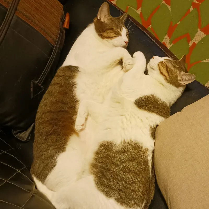 A young large-sized male White Domestic Short Hair cat named Kaji And Natsu B. for adoption in New York, NY
