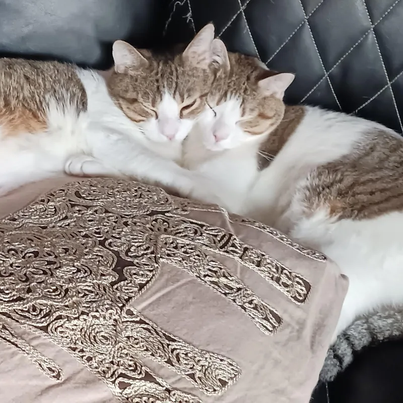 Kaji And Natsu B. thumbnail 3