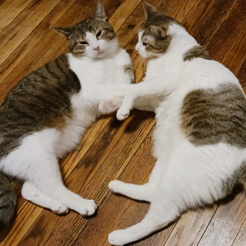 Kaji And Natsu B. thumbnail 4