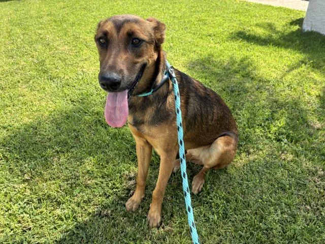 A young medium-sized female Belgian Shepherd / Malinois dog named Echo for adoption in Rancho Cucamonga, CA