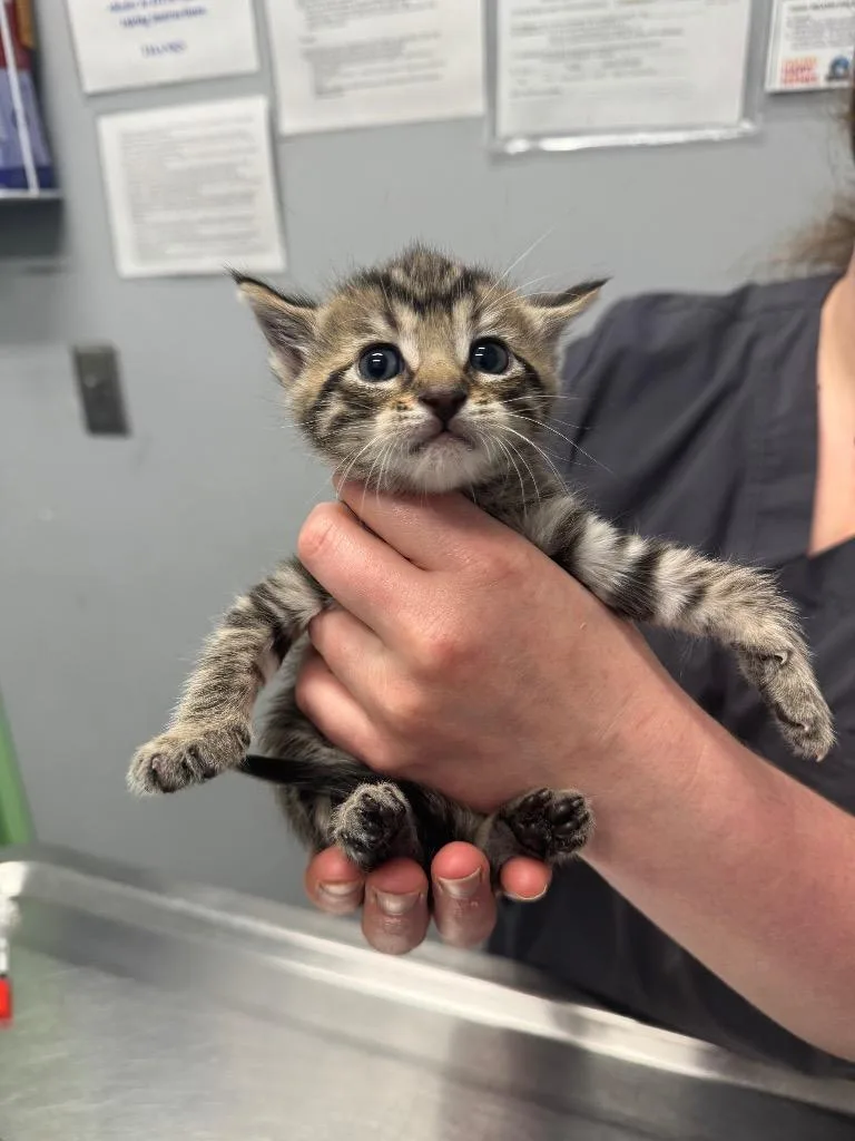 A baby medium-sized female Domestic Short Hair cat named Viper for adoption in Bloomington, IN