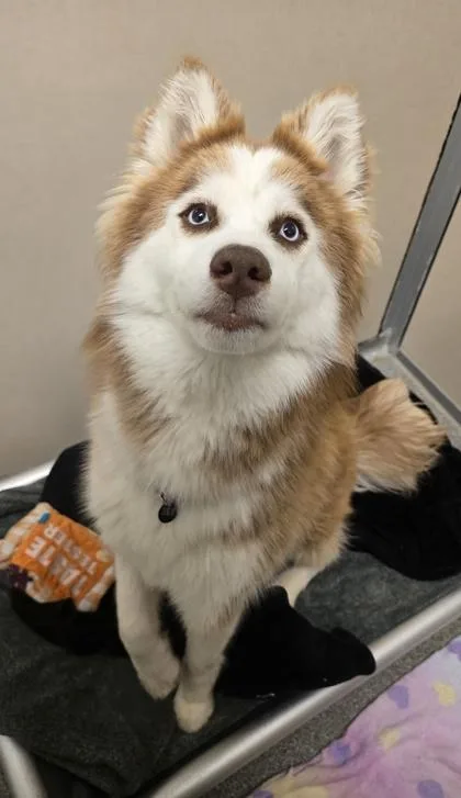 A young medium-sized female Siberian Husky dog named Coco Puff for adoption in Bellevue, WA