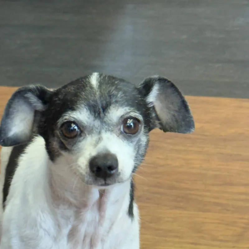 A senior small-sized female Chihuahua dog named Mia Marvis Toothpaste for adoption in Pittsburg, CA