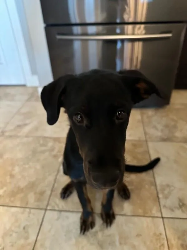 A baby medium-sized male Black Labrador Retriever dog named Sullivan for adoption in Anthem, AZ