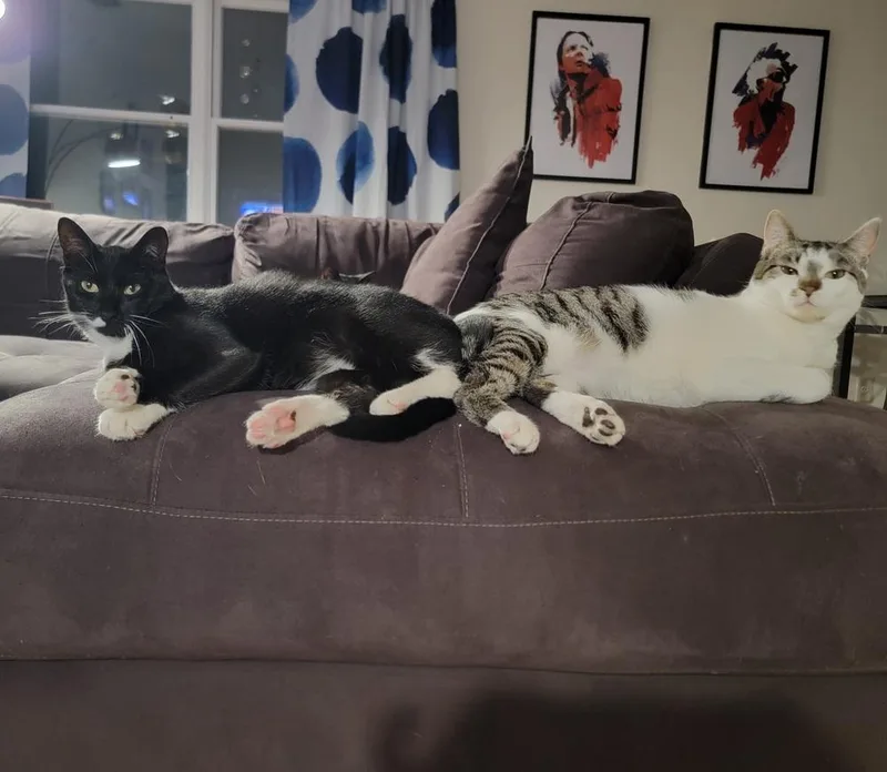 An adult medium-sized male Black & White / Tuxedo Domestic Short Hair cat named Vonne for adoption in Ronkonkoma, NY