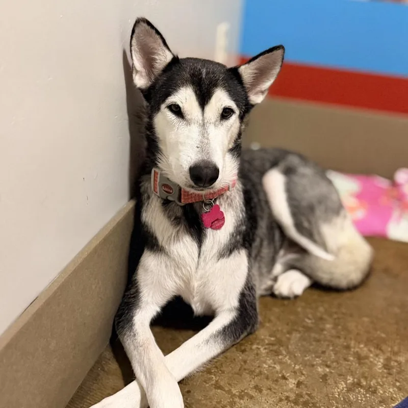 An adult medium-sized female Gray / Blue / Silver Husky dog named TruLy for adoption in Green Bay, WI