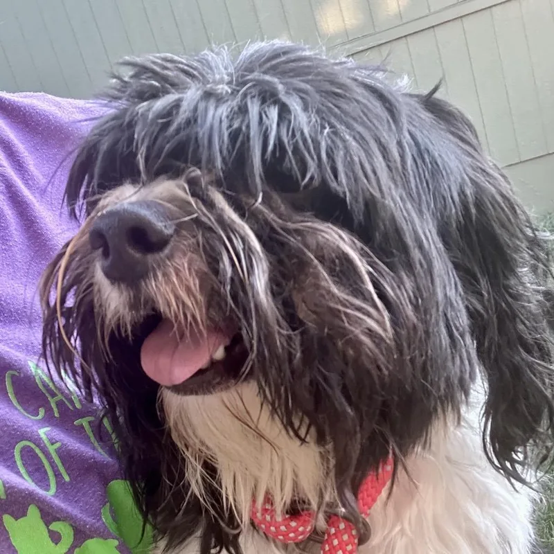 An adult small-sized male White / Cream Shih Tzu dog named Ollivander for adoption in Peculiar, MO