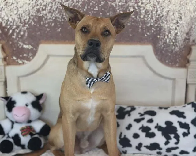 A young medium-sized male Pit Bull Terrier dog named Samuel for adoption in Fairfield, CA